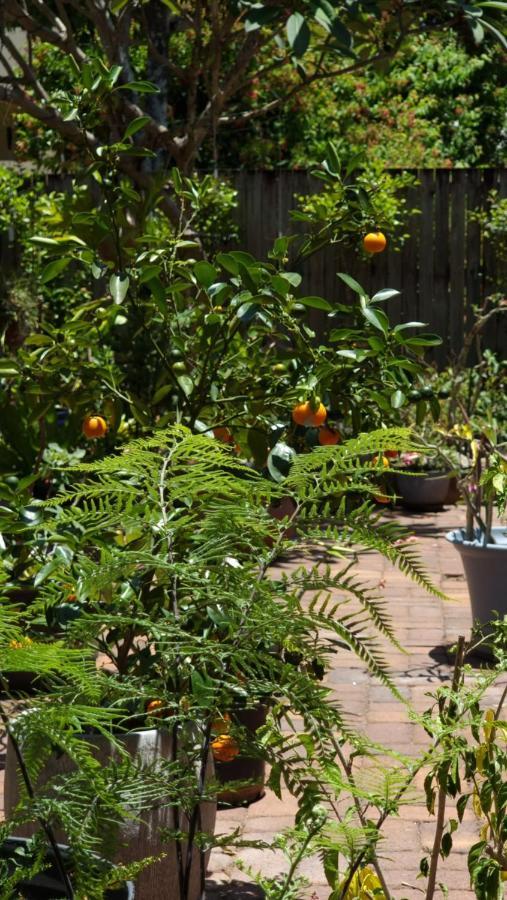 Jds Tropical Stays Cairns Exteriör bild
