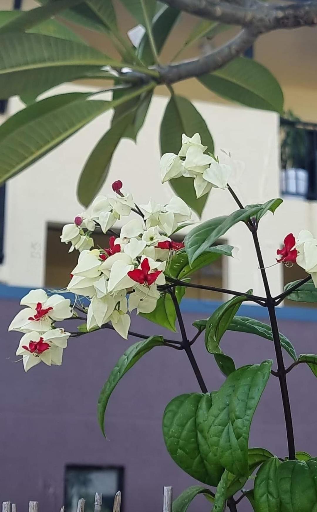 Jds Tropical Stays Cairns Exteriör bild