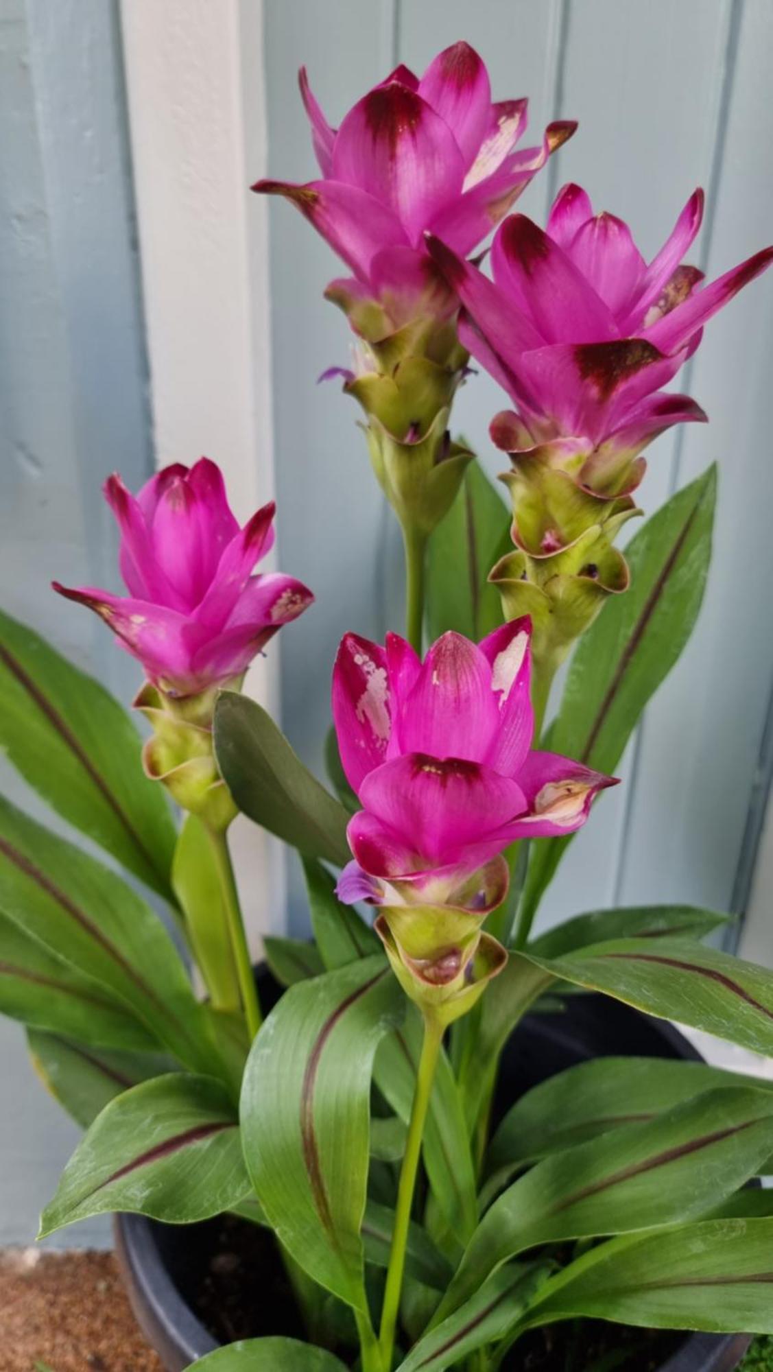 Jds Tropical Stays Cairns Exteriör bild